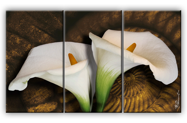 Calla Zantedeschia Blume Bild 3 Teilig Bilder Wandbild Kunstdruck